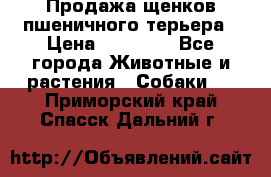 Продажа щенков пшеничного терьера › Цена ­ 30 000 - Все города Животные и растения » Собаки   . Приморский край,Спасск-Дальний г.